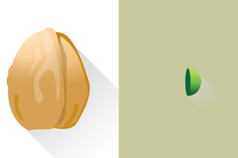 Pea to Walnut